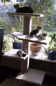 Mit Mama auf dem Kratzbaum