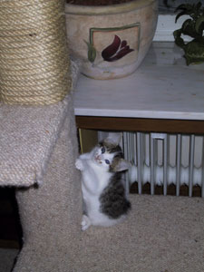 Ich bin Felix, ein kleiner Schmusekater der immer k�rpern�he sucht