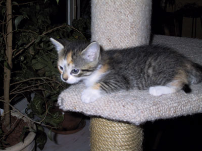 Ich bin Molly die Gem�tliche, habe es aber faustdick hinter den Ohren