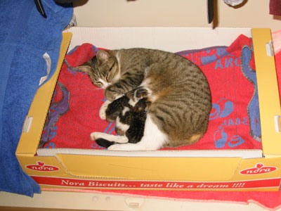 Kinderstube am 5.9.2002, die 3 Kleinen sind einen Tag alt