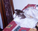 Mal sehen was in der Br�tchent�te ist