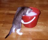 Meine ersten Entdeckungen, der Putzeimer. Igitt das ist ja na�.